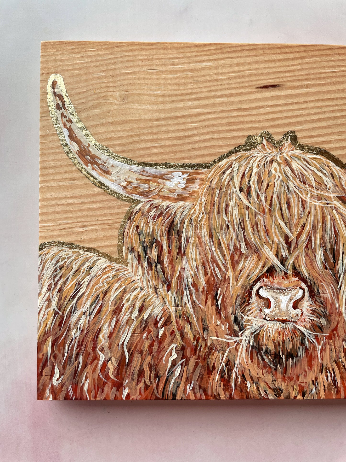 Highland Cow with hay